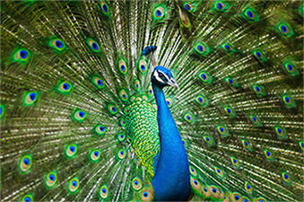 National Bird of India – Welcome to Karnataka State Council National Bird of India – Welcome to Karnataka State Council